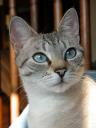 Kinderfreundliches Haustier? - Die Katze © flickr / Ainhoa P