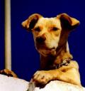 Kinderfreundliches Haustier? - der Hund © flickr / b.schrade